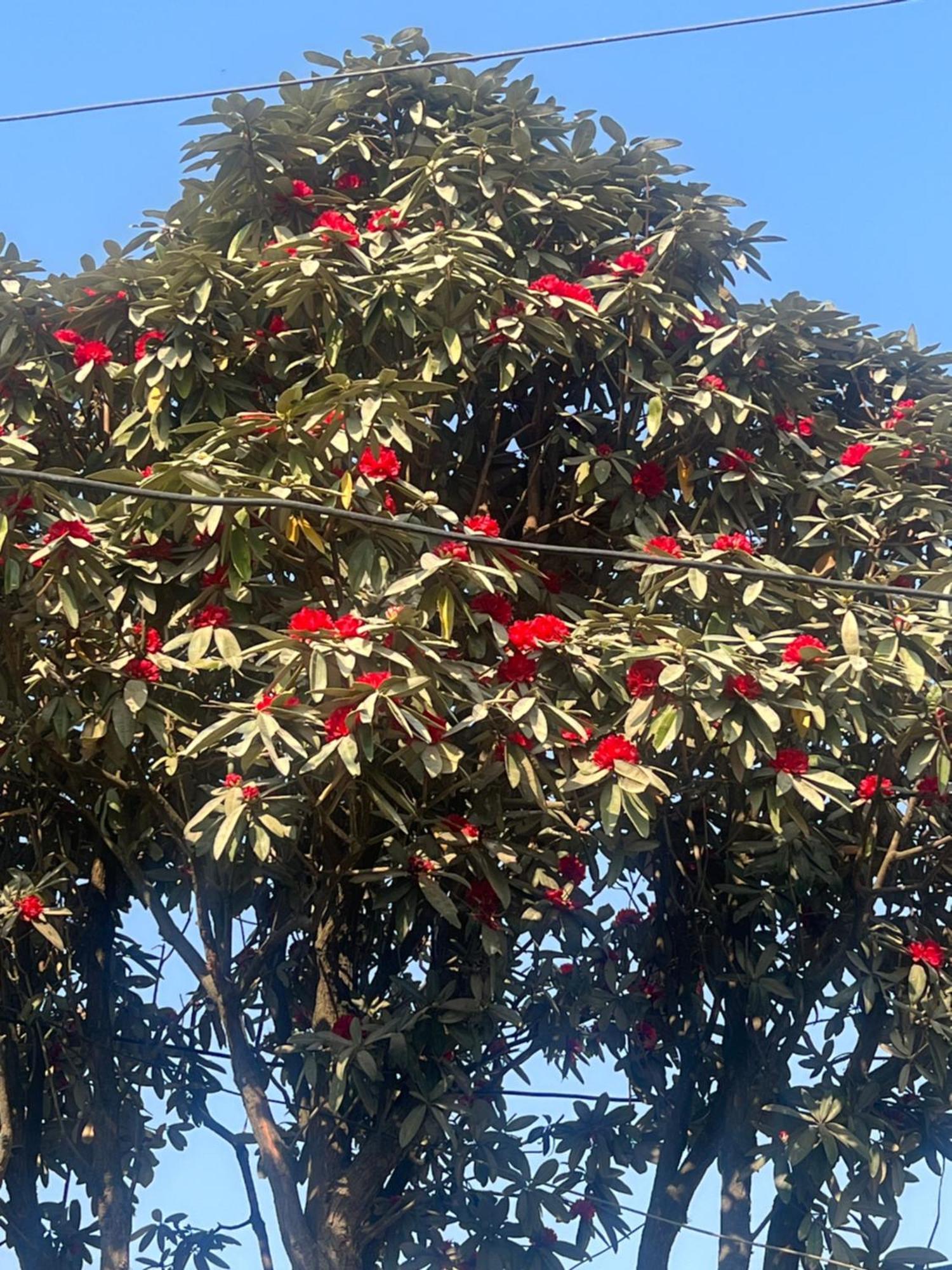 Nagarkot Resort Pvt. Ltd Экстерьер фото